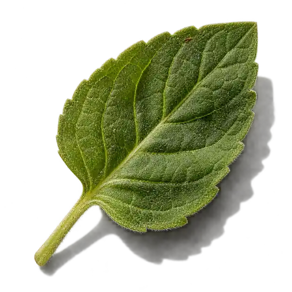 نت پونه کوهی (اورگانو / Oregano)، رایحه آروماتیک عطر