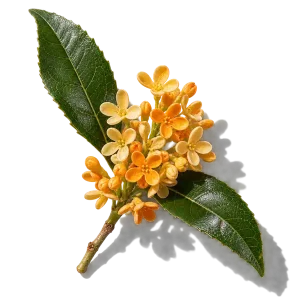 نت گل اسمانتوس (Osmanthus)، رایحه گلی عطر