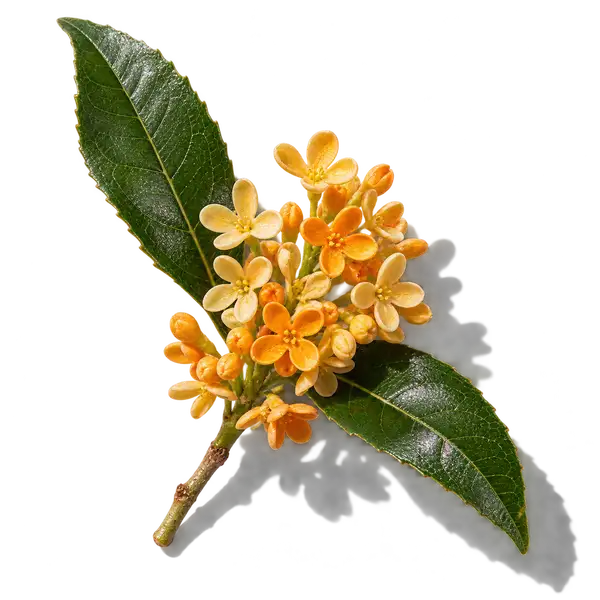 نت گل اسمانتوس (Osmanthus)، رایحه گلی عطر