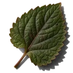 نت برگ پچولی (Patchouli Leaf)، رایحه چوبی عطر