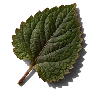 نت برگ پچولی (Patchouli Leaf)، رایحه چوبی عطر