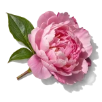گل صد تومانی