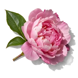 نت گل صد تومانی (Peony)، رایحه گلی عطر