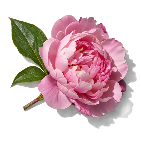 نت گل صد تومانی (Peony)، رایحه گلی عطر