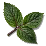 نعناع تند