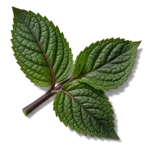 نت نعناع تند (Peppermint)، رایحه آروماتیک عطر