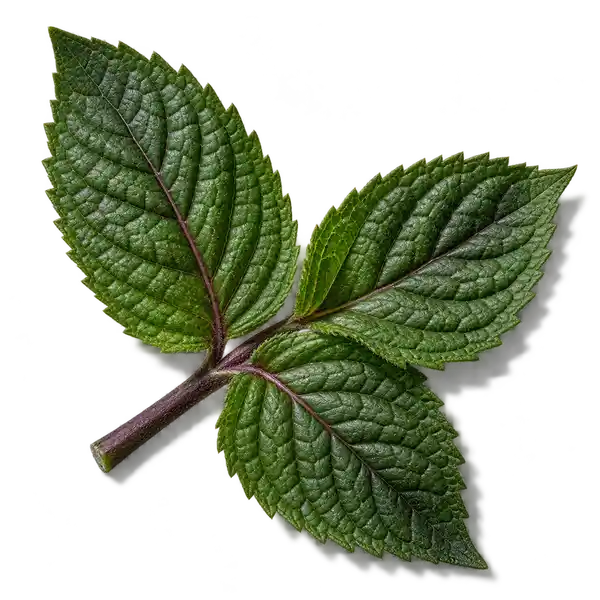 نت نعناع تند (Peppermint)، رایحه آروماتیک عطر