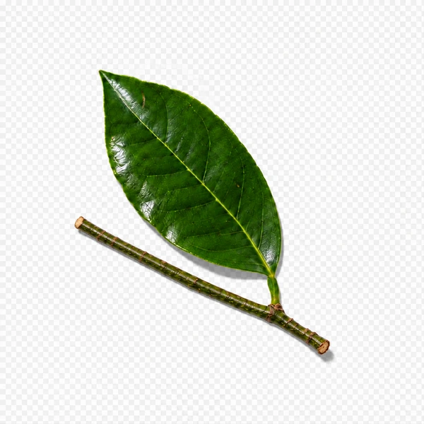 نت پتی‌گرین (Petitgrain)، رایحه مرکباتی عطر