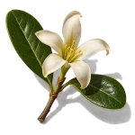 رام