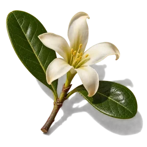 نت گل پیتوسپوروم (Pittosporum)، رایحه گلی عطر