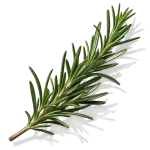 رزماری