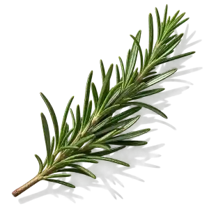 نت رزماری (Rosemary)، رایحه آروماتیک عطر