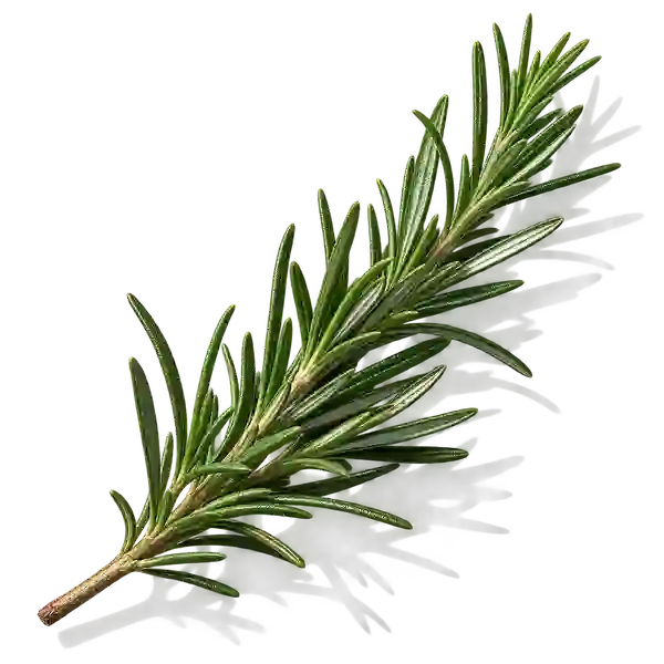رزماری