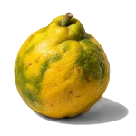 ترنج سیسیلی