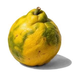 نت ترنج سیسیلی (برگاموت سیسیلی / Sicilian Bergamot)، رایحه مرکباتی عطر