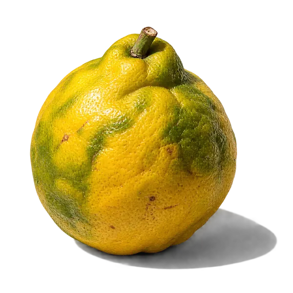 نت ترنج سیسیلی (برگاموت سیسیلی / Sicilian Bergamot)، رایحه مرکباتی عطر