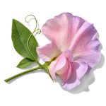 گل نخود شیرین