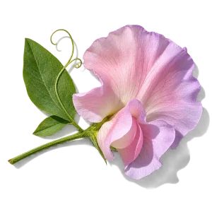 نت گل نخود شیرین (Sweet Pea)، رایحه گلی عطر