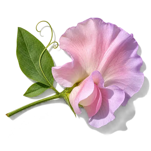 نت گل نخود شیرین (Sweet Pea)، رایحه گلی عطر