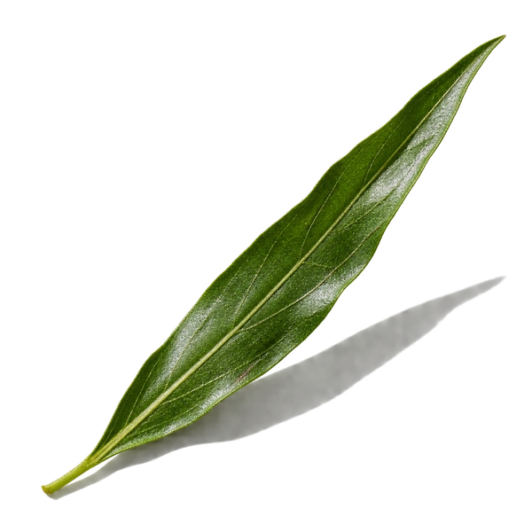 نت ترخون (Tarragon)، رایحه آروماتیک عطر