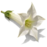 شکوفه تنباکو
