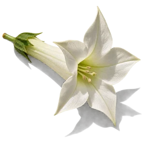 نت شکوفه تنباکو (Tobacco Blossom)، رایحه گلی عطر