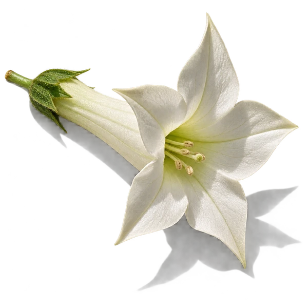 نت شکوفه تنباکو (Tobacco Blossom)، رایحه گلی عطر