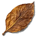 برگ تنباکو