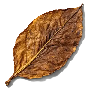 نت برگ تنباکو (Tobacco Leaf)، رایحه آروماتیک عطر