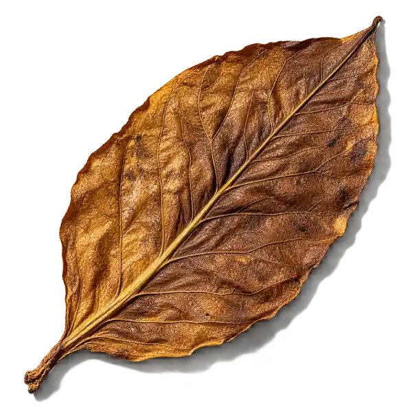 نت برگ تنباکو (Tobacco Leaf)، رایحه آروماتیک عطر