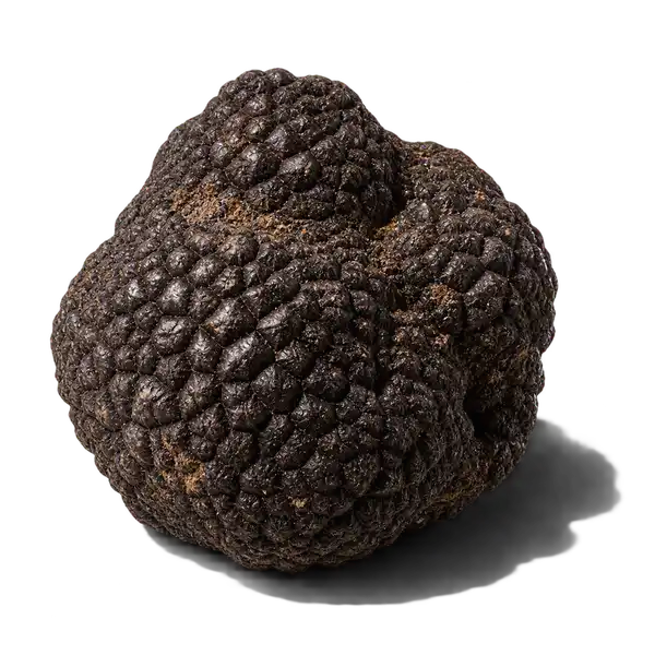 نت ترافل (Truffle)، رایحه چوبی عطر