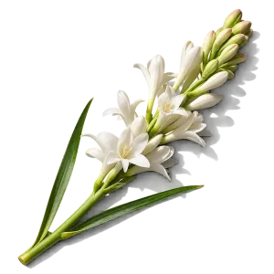 نت گل مریم (Tuberose)، رایحه گلی عطر