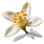 اسانس نرولی تونسی
