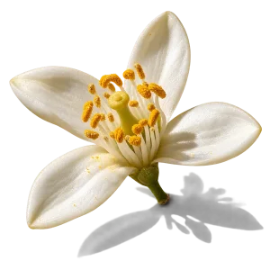 نت اسانس نرولی تونسی (نرولی تونسی / Tunisian Neroli)، رایحه مرکباتی عطر