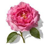 گل رز ترکی