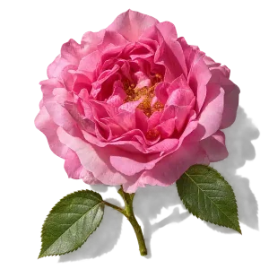 نت گل رز ترکی (Turkish Rose)، رایحه گلی عطر