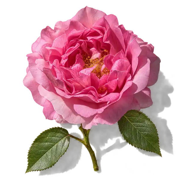 نت گل رز ترکی (Turkish Rose)، رایحه گلی عطر