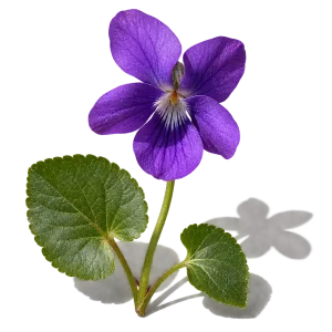 نت گل بنفشه (Violet)، رایحه گلی عطر