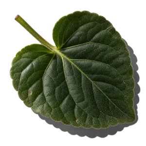 نت برگ بنفشه (Violet Leaf)، رایحه آروماتیک عطر