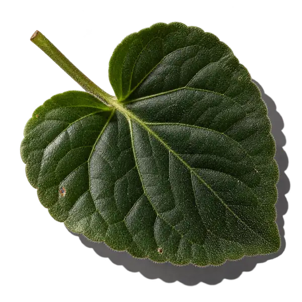 نت برگ بنفشه (Violet Leaf)، رایحه آروماتیک عطر