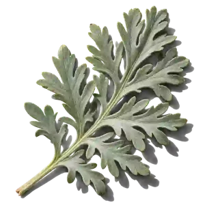 نت افسنطین (Wormwood)، رایحه آروماتیک عطر