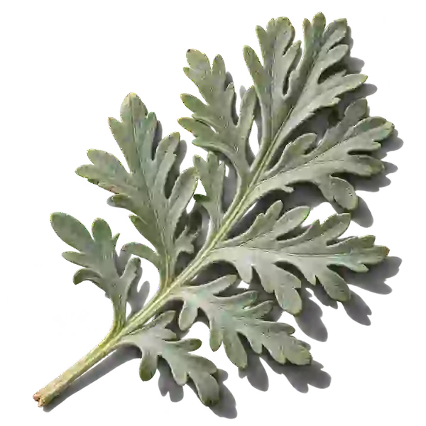 نت افسنطین (Wormwood)، رایحه آروماتیک عطر
