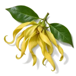 گل یلانگ‌یلانگ