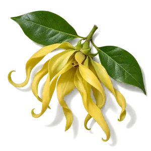 نت گل یلانگ‌یلانگ (یلانگ یلانگ / Ylang-Ylang)، رایحه گلی عطر