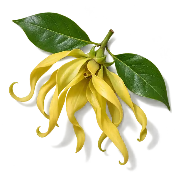 نت گل یلانگ‌یلانگ (یلانگ یلانگ / Ylang-Ylang)، رایحه گلی عطر